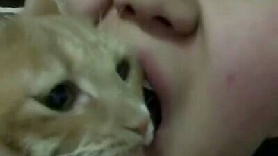 可爱的猫猫